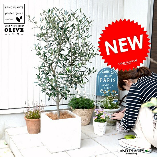 オリーブ （白いこと） 衣料繊維 正六面体 瀬戸もの鉢 鉢植え 軽さ 株立ち  FIBER CLAY（衣料繊維粘土） 鉢 白 白いこと 四角四面 真四角 真四角 苗 若木 大型 衣料繊維 観葉草木 貨物輸送無料 オリーブの木