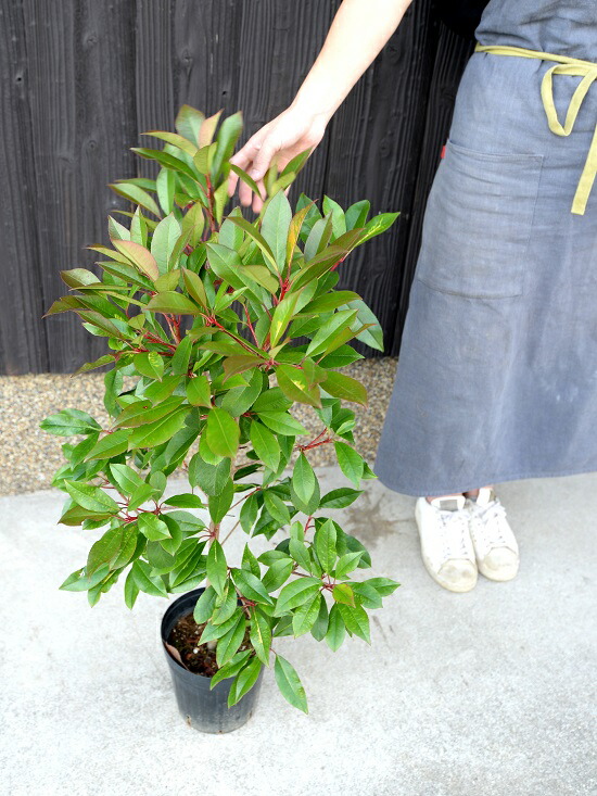 楽天市場 紅カナメモチ レッドライト 6号 苗ポット 100cm前後 鉢植え 生垣用 苗 苗木 植木 庭木 生垣 ベニカナメ かなめもち セイヨウ カナメ 紅要黐 観葉植物 送料無料 ベニカナメモチ 西洋カナメモチ ランドプランツ