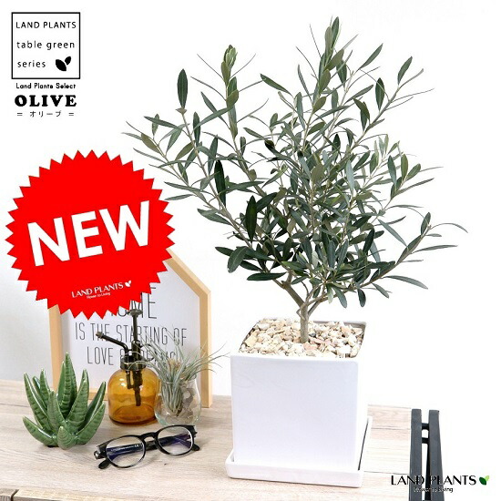 Saishinsaku No オリーブ 白色 中型 キューブ型 陶器鉢 ｍサイズ 植木鉢 オリーブの木 苗 苗木 鉢 植木 観葉植物 庭木 挙式用 結婚式 白 ホワイト スクエア 四角 正方形 Gekiyasu Honmono Css Edu Om