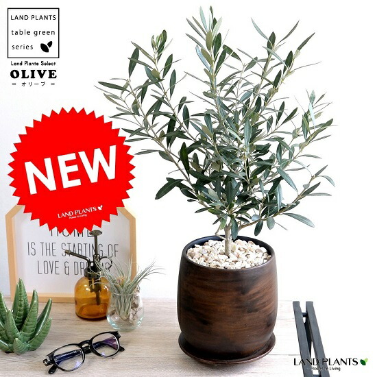 オリーブ 中型 木材風 絵の具瀬戸もの鉢 Ｍ大きさ 鉢 オリーブの木 苗 若木 鉢 植木 観葉草木 庭木 挙式用 華燭の典 茶 こげ茶 うす暗い赤銅色 赤銅色