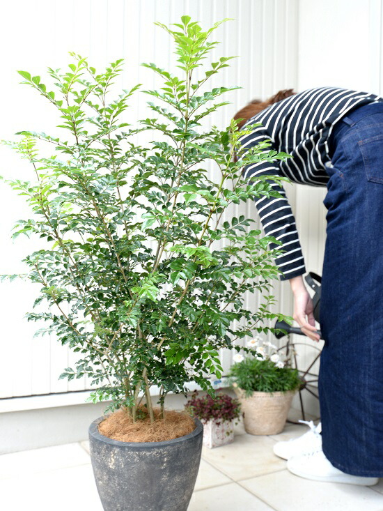 シマアッシュ 根子立ち エッグ流儀 ラウンド 瀬戸物しゃれこうべ 真っニグロ 株立ち 陶器鉢 鉢 黒 ブラック 灰殻 グレイ 苗 若木 大型 8サイズ 観葉植物 貨物輸送無料 オシャレ 造営祭り 開店祝い Hotjobsafrica Org