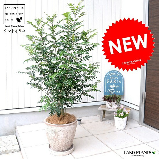 楽天市場】シマトネリコ（株立ち） エッグ型 ラウンド 陶器鉢