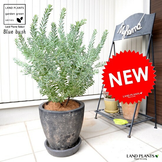 日本最大級 アカシア ブルーブッシュ エッグ型 ラウンド 陶器鉢 黒色 低木仕立て 大型 アカシアの木 オーストラリアンプランツ Og 鉢植え 鉢 黒 ブラック 観葉植物 送料無料 工房直送価格 Bankorient Com