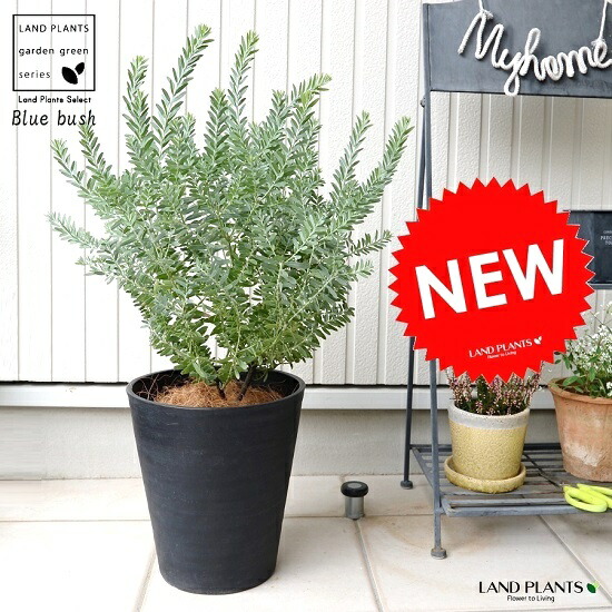 楽天市場】現品発送 アカシア ブルーブッシュ 樹高1.5m（根鉢含まず