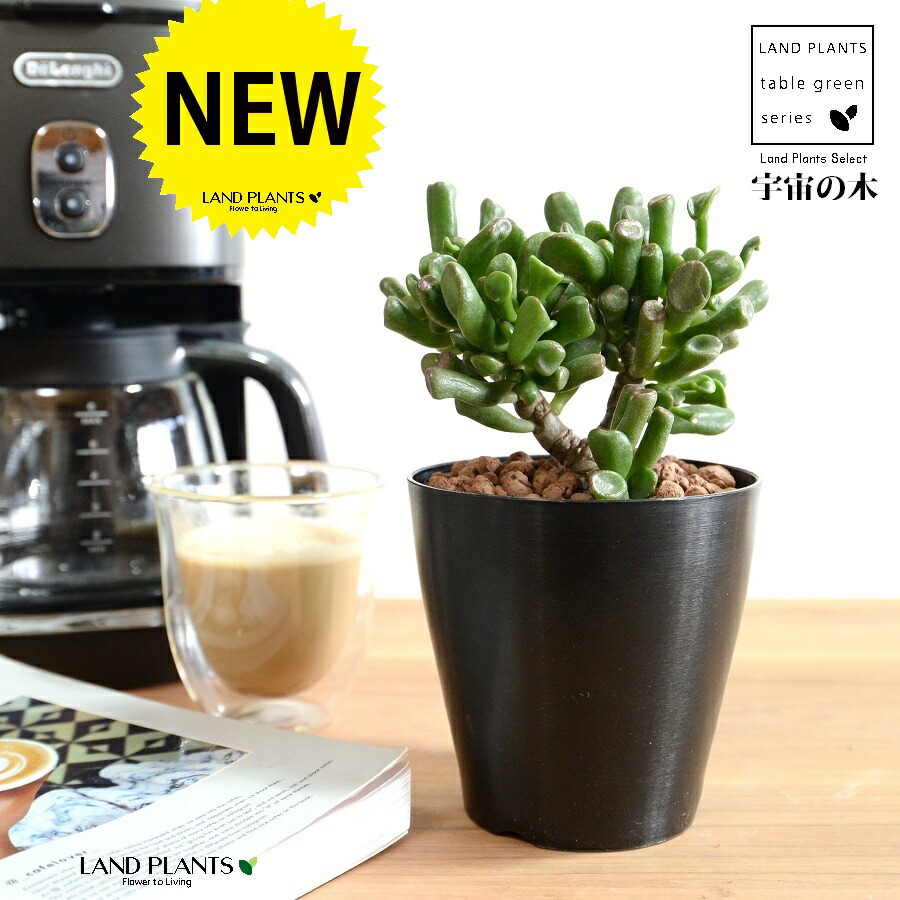 楽天市場】【お試し】 カネノナルキ（ゴーラム：宇宙の木） 4号 黒色