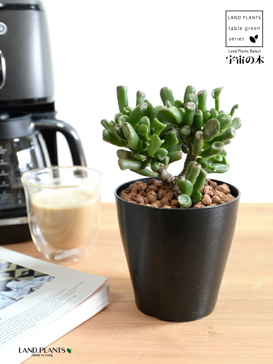 楽天市場】【お試し】 カネノナルキ（ゴーラム：宇宙の木） 4号 黒色