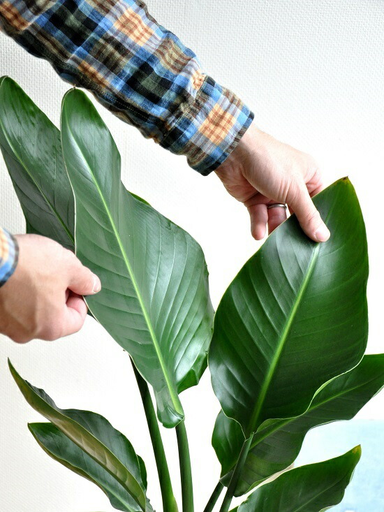 Shop R10s Jp Landplants2 Cabinet H H052