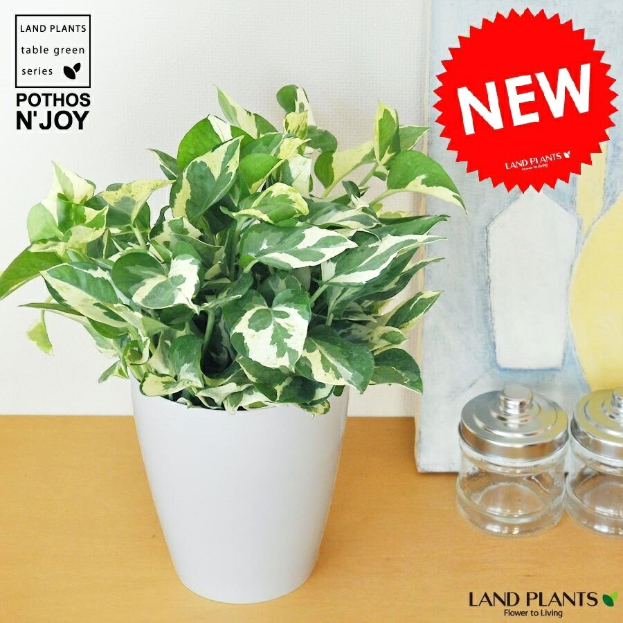 ポトス エンジョイ 6号 白色 プラスチック鉢 受皿付き 観葉植物 鉢植え 鉢 苗 苗木白 ホワイト 丸 ラウンド Crunchusers Com