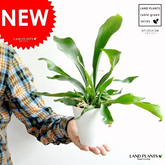 ビカクシダ4種セット Amazon.co.jp: チャーム ビカクシダ コウモリラン 観葉植物板