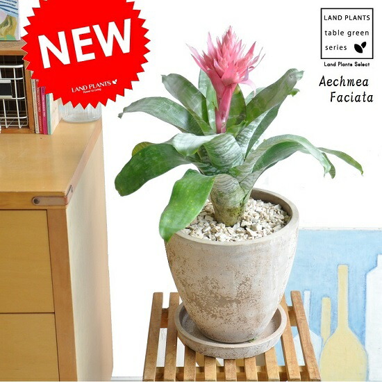 エクメア　ファッシアータ　202401200007 エクメア：ファッシアータ(ファスキアタ)6号鉢植え の通販