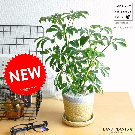 楽天市場】PLANCHU 観葉植物 シェフレラ アルボリコラ ムーンドロップ