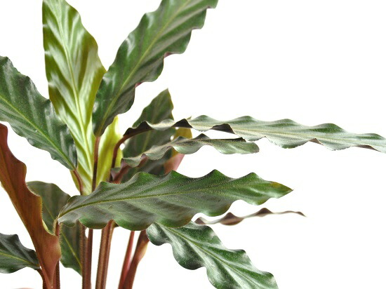 お試すこと カラテア ルフィバルバ 白 可塑物頭蓋 4号 カラテアルフィバルバ Calathea Rufibarba クズウコン 敬老の日にち 約款消化 観葉草木 Nobhillmusic Com