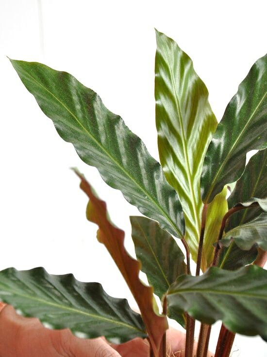 お試すこと カラテア ルフィバルバ 白 可塑物頭蓋 4号 カラテアルフィバルバ Calathea Rufibarba クズウコン 敬老の日にち 約款消化 観葉草木 Nobhillmusic Com