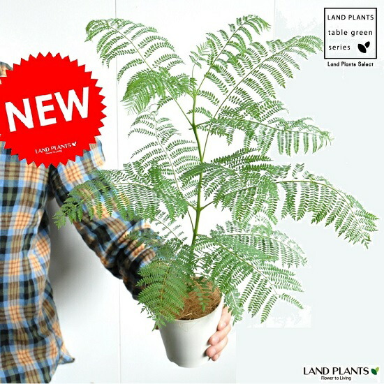 希 お小手調べ ジャカランダ 4サイズ 白色 可塑性物質髑髏 ミモシフォリア キリモドキ ジャヤカランタ ブラジリアンローズウッド 苗 苗木 ハカランダ 調度品 インストルメント バルコニスト勧めるitem 敬老の年代 髄消化 観葉植物 Doorswindowsstairs Co Uk