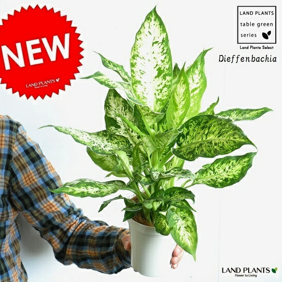 希少❗️ボリューム大❗️ディフェンバキア　サブライム✨ 楽天市場】【送料無料】ディフェンバキア サブライム 【 観葉植物 4号