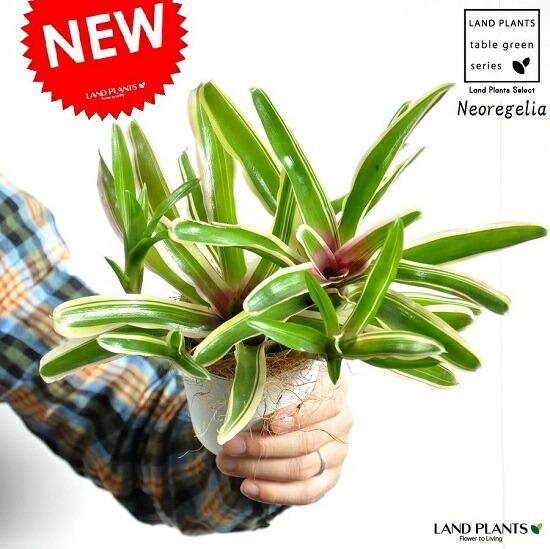 楽天市場 お試し ネオレゲリア ファイヤーボール 4号 白色 プラスチック鉢 アナナス パイナップル Neoregelia Carolinae 敬老の日 ポイント消化 観葉植物 ランドプランツ