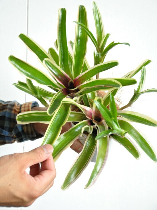 お試し ネオレゲリア ファイヤーボール 4号 白色 プラスチック鉢 アナナス パイナップル Neoregelia Carolinae 敬老の日 ポイント消化 観葉植物 Crunchusers Com