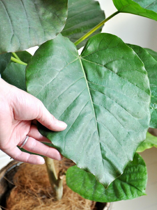 New ウンベラータ 茶色鉢カバーセット ウンベラタ ココファイバー ハートリーフ フィカス ウンベ ウランベータ 日傘 ゴムノキ ゴムの木 ウンベラーダ 敬老の日 ポイント消化 観葉植物 Educaps Com Br