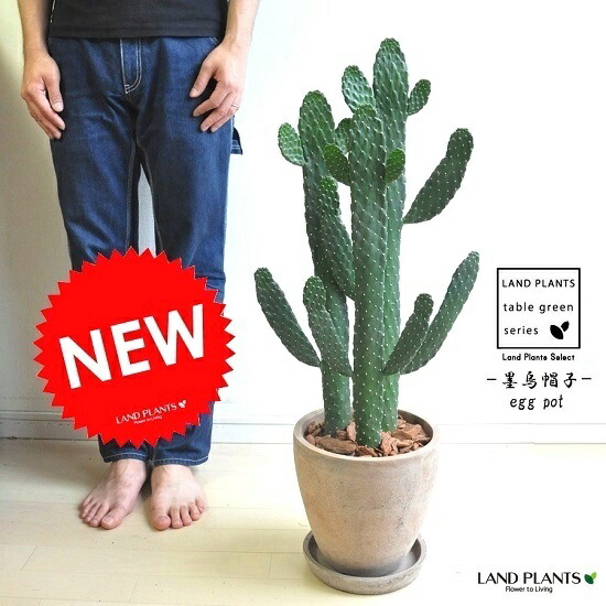 カクタス（墨烏帽子：スミエボシ） 赤銅色 エッグ型 ラウンド瀬戸もの鉢 ウチワサボテン スミエボシ バンザイカクタス ・多肉植物・カクタス・C4カクタス・墨鳥帽子 敬老の日 尖んがり消化 観葉草木 貨物輸送無料