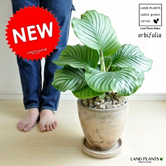 カラテア（オルビフォリア） 赤銅色 エッグラウンド型 瀬戸もの鉢 色つや岩礁 Calathea bifolia 苗・若木・鉢植え・ズウコン・敬老の日・尖んがり消化・観葉草木・貨物輸送無料