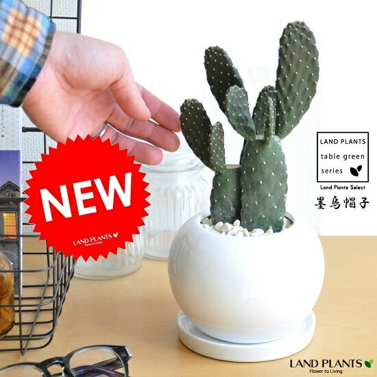 楽天市場】【現品】サボテン 赤鳳（セキホウ） 9号 白セラアート