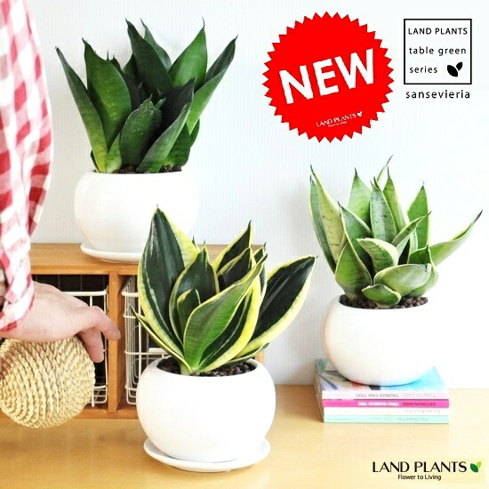 楽天市場】【選る3種】 サンスベリア 白色 丸型 陶器鉢 【ハイドロ