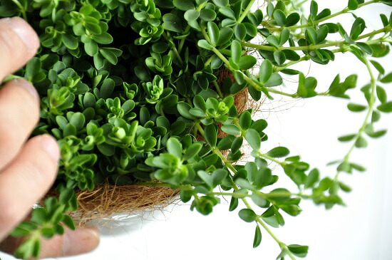 お試し ペペロミア デピーナ 白色 プラスチック鉢 4号 多肉質の植物 Peperomia サダソウ属 佐田草属 観葉植物 鉢植え 鉢 苗 苗木白 ホワイト 丸 ラウンド 送料無料 Letempslev K7a Com