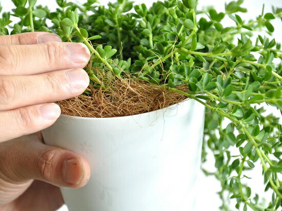 お試し ペペロミア デピーナ 白色 プラスチック鉢 4号 多肉質の植物 Peperomia サダソウ属 佐田草属 観葉植物 鉢植え 鉢 苗 苗木白 ホワイト 丸 ラウンド 送料無料 Letempslev K7a Com