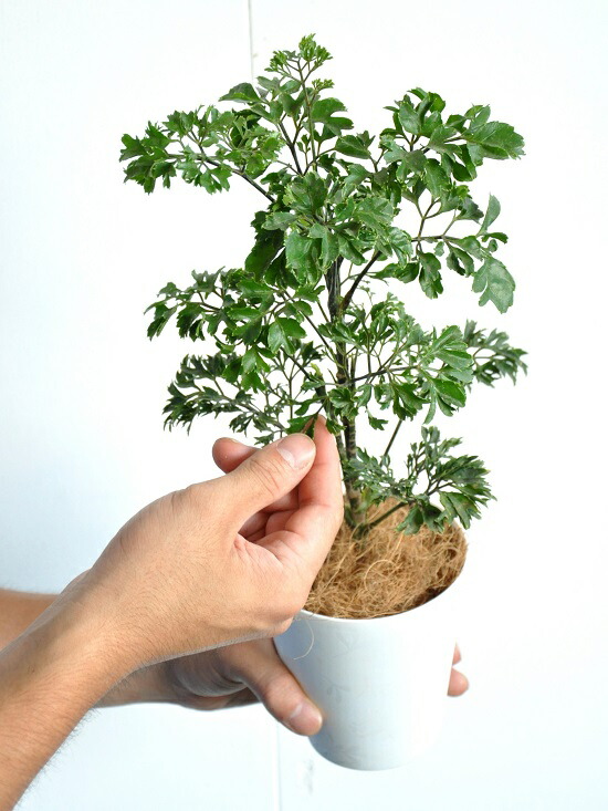 正規店仕入れの 現品 個性的樹形 ポリシャス バタフライ H108cm 7号鉢 観葉植物 タイワンモミジの仲間 バルフォリアナ ポリスキアス 現品 最適な価格 Ligne2mire Net 正規店仕入れの 現品 個性的樹形 ポリシャス バタフライ H108cm 7号鉢 観葉植物 タイワンモミジの仲間 バルフォリアナ ポリスキアス 現品 最適な価格 Ligne2mire Net