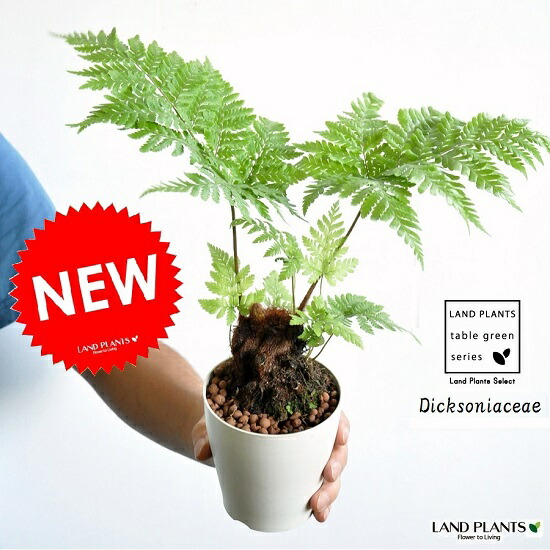 楽天市場】観葉植物 希少シダ ピロシア ロンギフォリア 4号吊り鉢 管理