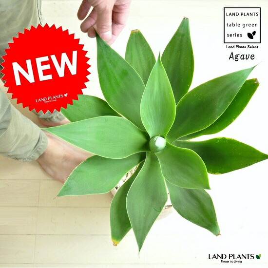 上等な エッグ型 アガベ アテナータ ラウンド陶器鉢 多肉植物 テラコッタ鉢 Agave アガベアテナータ アテヌアナータ 鉢植え リュウゼツラン アロエ カリフォルニア 竜舌蘭 アガペ アガヴェ 観葉植物 茶色 Www Optika Italy Com