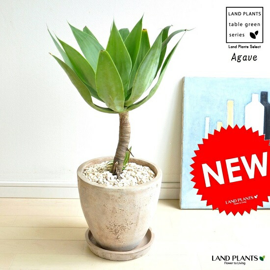 shinya【現品・鉢まま出荷】大人気　アガベ　アテヌアータ　アテナータ halrc0094001274.jpg