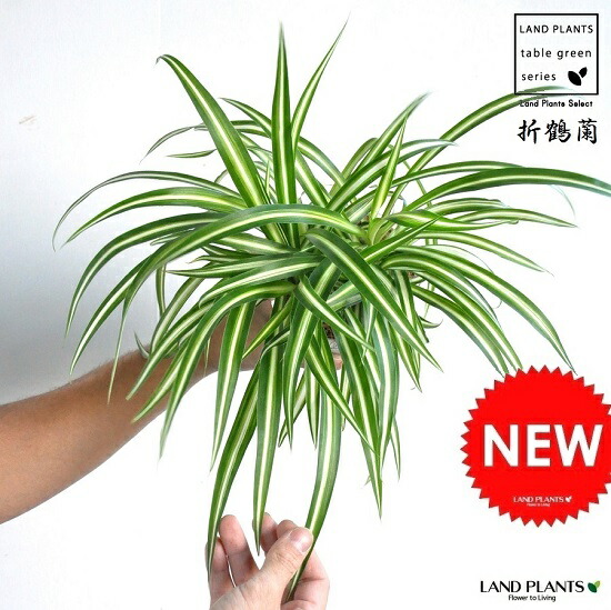 楽天市場 お試し オリヅルラン 折鶴蘭 白色 4号 プラスチック鉢 Chlorophytum Comosum オリズルラン ポイント消化 観葉植物 ランドプランツ