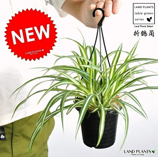 楽天市場】オリヅルラン4号 吊鉢 鉢植え 観葉植物 斑入りの葉が綺麗で