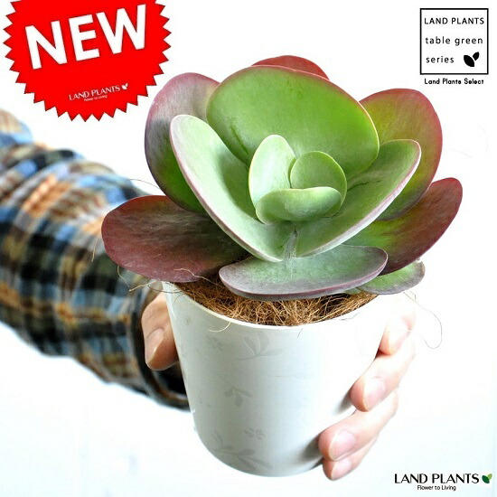 楽天市場】【お試し】 デザートローズ（唐印） 4号 白色 プラスチック