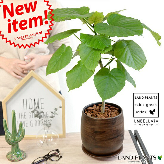 ウンベラータ　ウッド風　ペイント陶器鉢　Ｍサイズ　【観葉植物】 数量限定！　茶色・ブラウン・陶器鉢・植木鉢｜ランドファーム