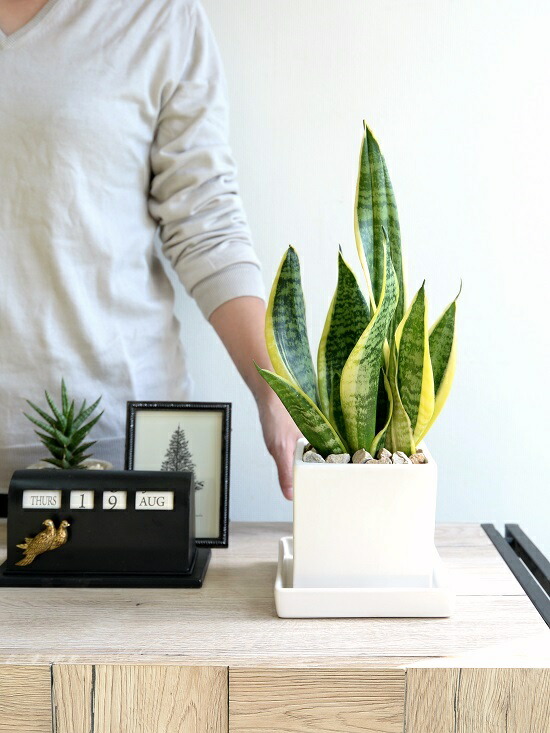 サンスベリア ローレンチ 白色 キューブ型 陶器鉢 Sサイズ ホワイト 陶器鉢 植木鉢 四角 スクエア 虎の尾 ローレンティ サンセベリア 空気清浄機 観葉植物 送料無料 Educaps Com Br