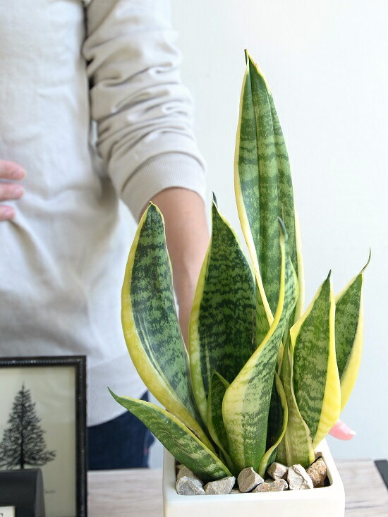 楽天市場 サンスベリア ローレンチ 白色 キューブ型 陶器鉢 Sサイズ ホワイト 陶器鉢 植木鉢 四角 スクエア 虎の尾 ローレンティ サンセベリア 空気清浄機 観葉植物 送料無料 ランドプランツ