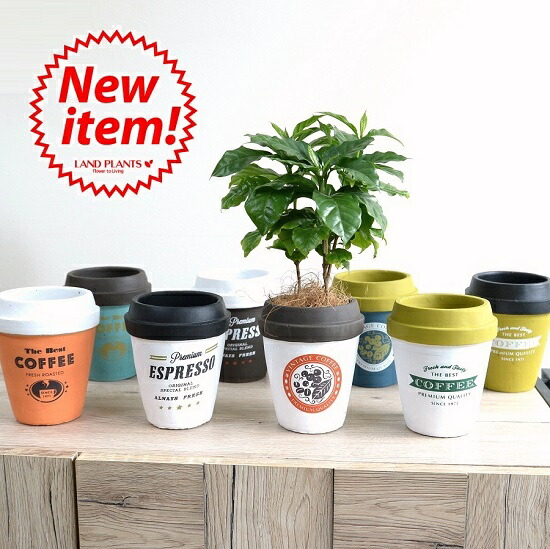 CJ PLANTS × TOOCO 陶器鉢 希少 インテリア鉢/陶器鉢/BOEX】クラッツ ウロ Φ17cm （CP-2417)