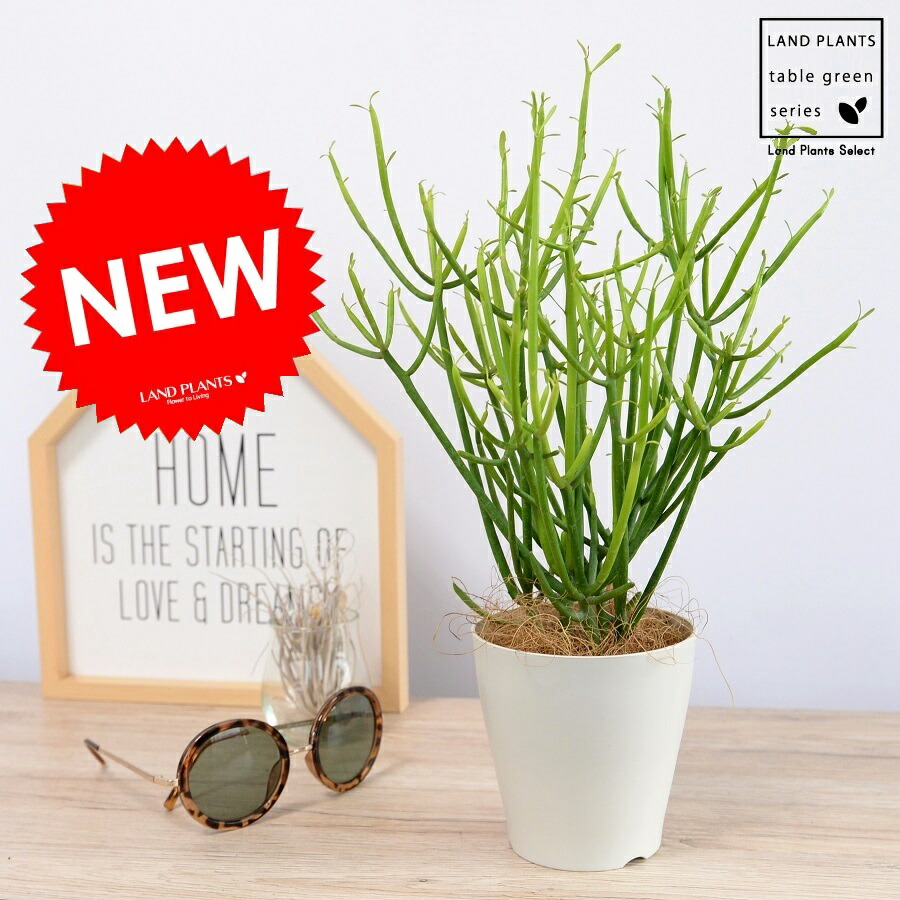 楽天市場】ミルクブッシュ(ミドリサンゴ/アオサンゴ） 6号鉢（直径18cm