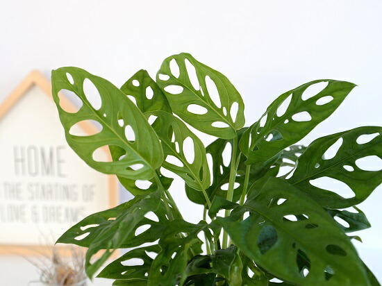 マドカズラ セメン シリンダー 瀬戸物植木鉢 先だつもの鉢 鉢植え 陶器 グレー 鼠色 コンクリ ベトン モンステラ フリードリヒスターリー ホウライショウ 観葉草木 マドカヅラ 窓葛 送料無料 Doorswindowsstairs Co Uk