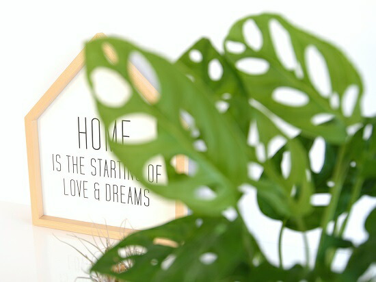 マドカズラ セメン シリンダー 瀬戸物植木鉢 先だつもの鉢 鉢植え 陶器 グレー 鼠色 コンクリ ベトン モンステラ フリードリヒスターリー ホウライショウ 観葉草木 マドカヅラ 窓葛 送料無料 Doorswindowsstairs Co Uk