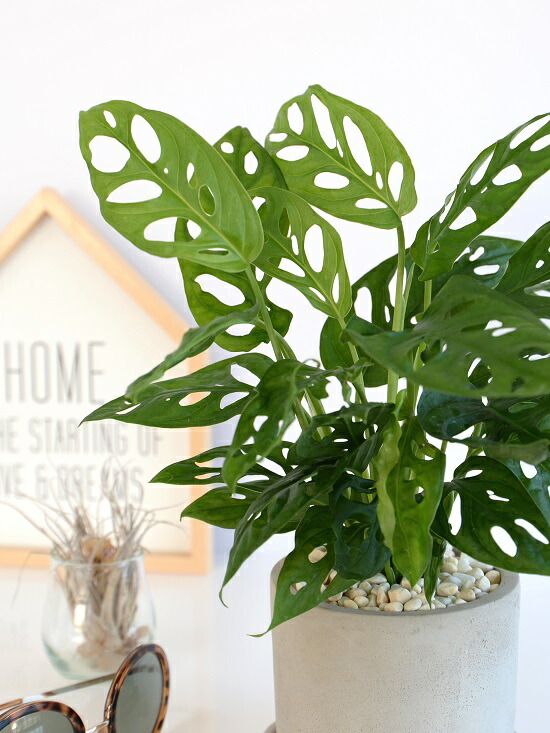 マドカズラ セメン シリンダー 瀬戸物植木鉢 先だつもの鉢 鉢植え 陶器 グレー 鼠色 コンクリ ベトン モンステラ フリードリヒスターリー ホウライショウ 観葉草木 マドカヅラ 窓葛 送料無料 Doorswindowsstairs Co Uk