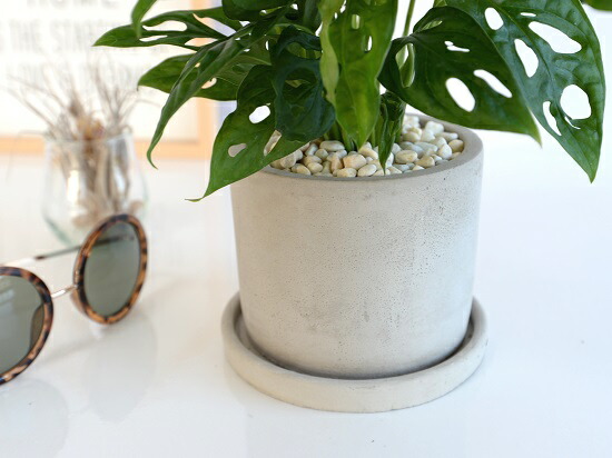 マドカズラ セメン シリンダー 瀬戸物植木鉢 先だつもの鉢 鉢植え 陶器 グレー 鼠色 コンクリ ベトン モンステラ フリードリヒスターリー ホウライショウ 観葉草木 マドカヅラ 窓葛 送料無料 Doorswindowsstairs Co Uk