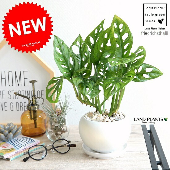 マドカズラ 白色 丸形 陶器鉢 丸鉢 鉢植え 陶器 白 ホワイト 常滑 モンステラ フリードリヒスターリー ホウライショウ 観葉植物 マドカヅラ 窓葛 送料無料 Educaps Com Br