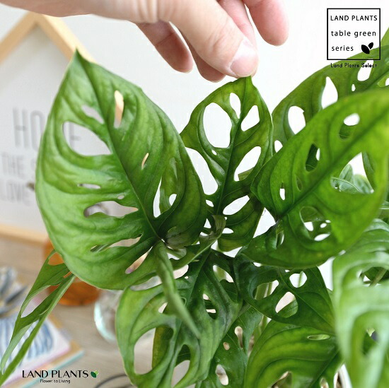 マドカズラ 白色 丸形 陶器鉢 丸鉢 鉢植え 陶器 白 ホワイト 常滑 モンステラ フリードリヒスターリー ホウライショウ 観葉植物 マドカヅラ 窓葛 送料無料 Giosenglish Com