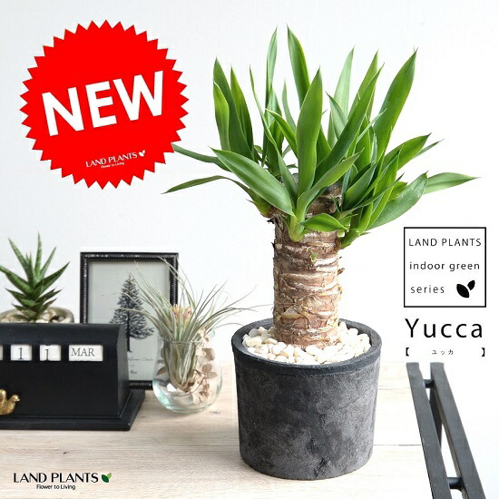 楽天市場】観葉植物 ユッカ 7号鉢 ドラセナ 青年の木 育てやすい 乾燥