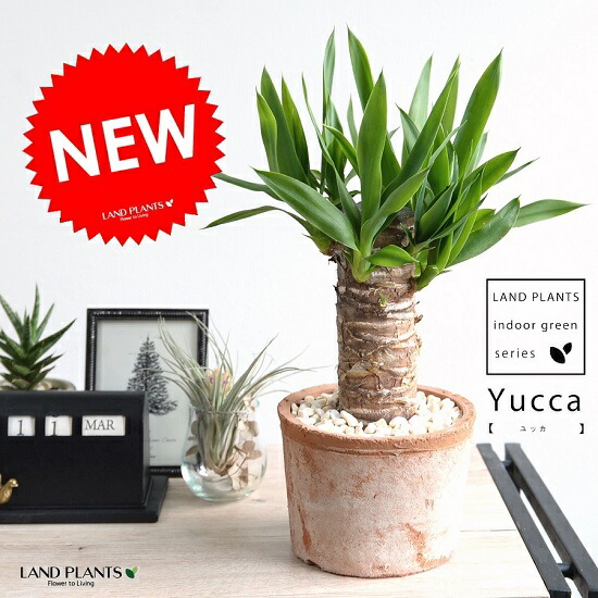 楽天市場】観葉植物 ユッカ 7号鉢 ドラセナ 青年の木 育てやすい 乾燥