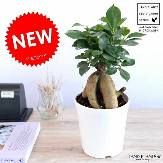 楽天市場】【お試し】 がじゅまる （幹太タイプ） 白色 4号