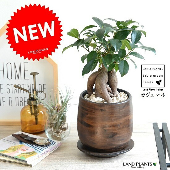 楽天市場】PLANCHU 観葉植物 ガジュマル 太幹大株 8号平鉢 受け皿付き